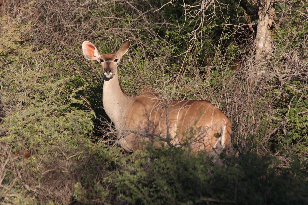 הוילה אוקחנג'ה Haasenhof Gastefarm מראה חיצוני תמונה